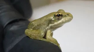Młody osobnik żaby śmieszki (Pelophylax ridibundus). Fot. Martyna Frątczak