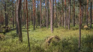 Bór bagienny. Fot.Kamil Pilch/modyfikacja AI 