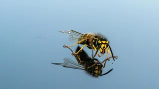 18.08.2024. Osa pospolita (Vespula vulgaris). PAP/Darek Delmanowicz
