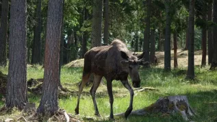 Szwecja Nybro 10.06.2018. Park łosi w Smalandii. meg PAP/Ireneusz Sobieszczuk