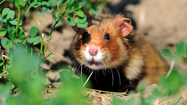 Life Cycle of a Hamster by Johanna Iline