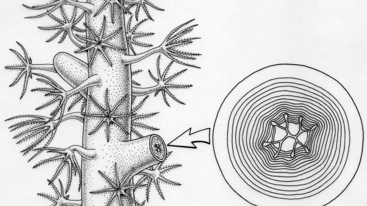 Rekonstrukcja młodocianej kolonii koralowca Oligophylloides. Rekonstrukcja pokazuje cechy charakterystyczne dla koralowców ośmiopromiennych: polipy mają po osiem pierzastych czułków, szkielet osiowy jest pokryty ze wszystkich stron polipami. Przekroje pokazują budowę wewnętrzną szkieletu. Rys. B. Waksmundzki  