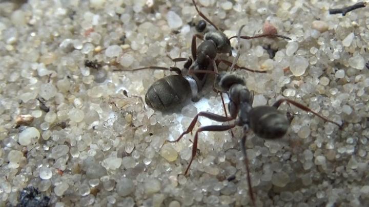 Rozmiar ciała mrówek monomorficznych ma znaczenie