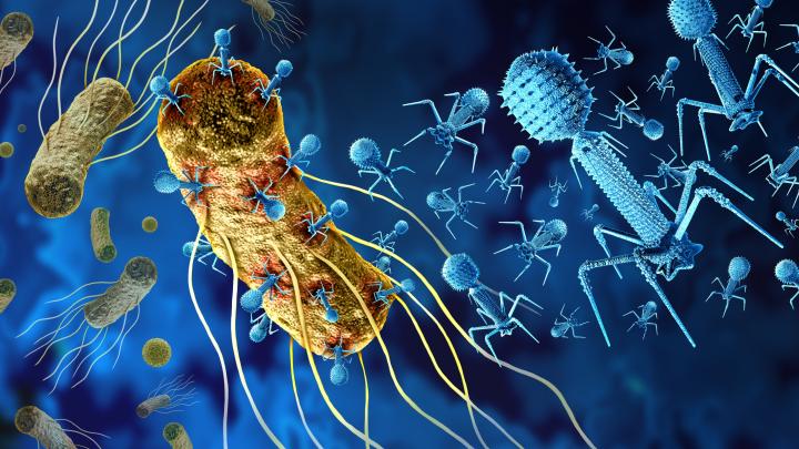 Bakterie i ich wirusy: wyścig zbrojeń przerwany tysiące lat temu