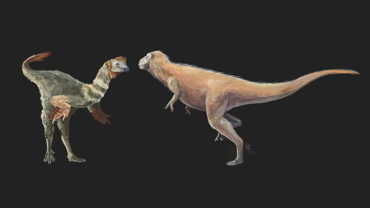 Naukowcy rozwiązują zagadkę „enigmatycznego” dinozaura Bagaraatan ostromi