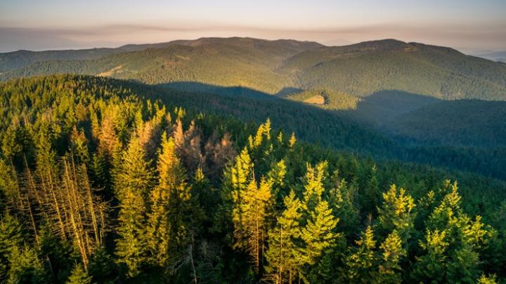Naukowcy opracowują narzędzie umożliwiające dokładną identyfikację cennych lasów