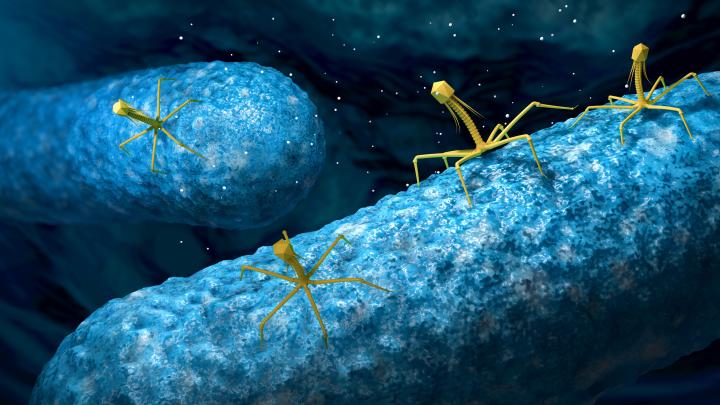 Bakteriofagi mają potencjał, aby ocalić ludzkość, twierdzi biochemik
