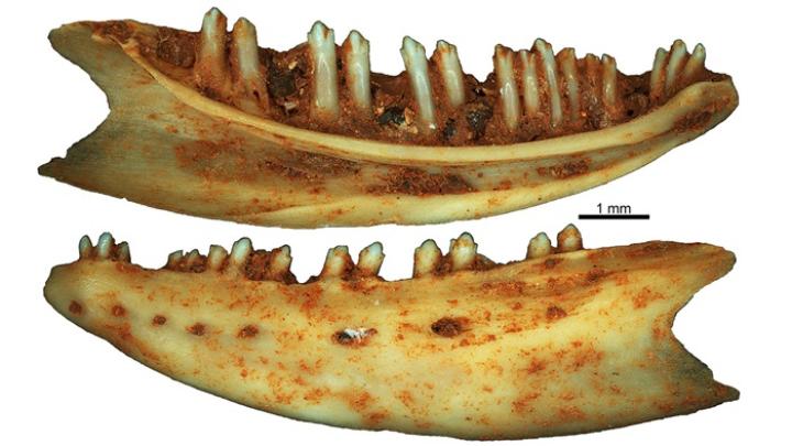 Paleontolog: gatunki gadów i płazów w dżunglach Europy sprzed 37 mln były niezwykle zróżnicowane