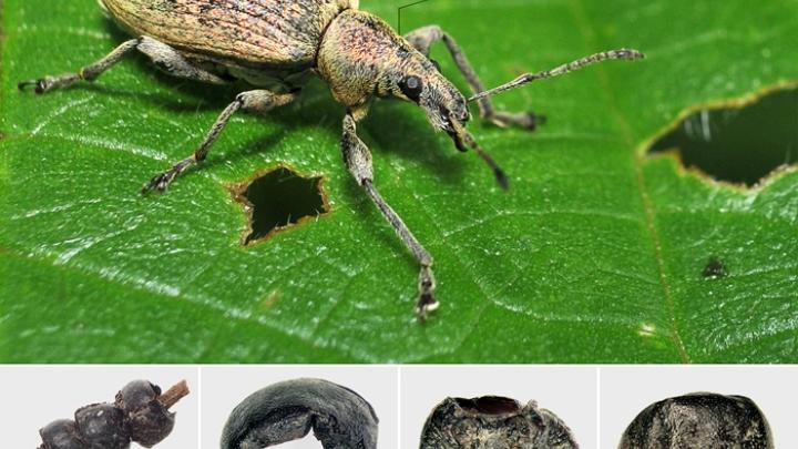 Used Insects Archaeologists find 2,500-year-old ‘beetle jewellery’ in child's urn ...