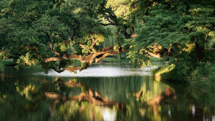 Wiąz z Szydłowca polskim kandydatem w konkursie na Europejskie Drzewo Roku