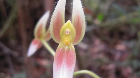 Ponthieva boliviensis, fot. Alfredo Fuentes