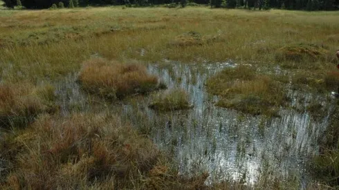 Torfowiska to obszary, które pochłaniają z powietrza dwutlenek węgla, a węgiel z niego wiążą w swoich komórkach – nawet na bardzo długi czas. Pod warunkiem, że torfowisko jest odpowiednio wilgotne. Źródło: prof. Mariusz Lamentowicz