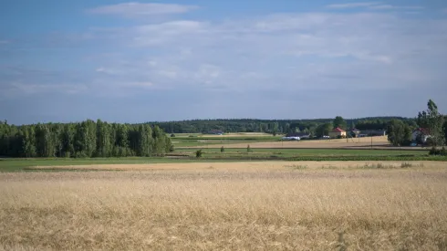 Koszenie łąk nad Biebrzą. Fot. PAP/Jerzy Ochoński