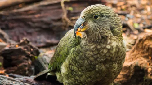 Kakapo. Fot. Fotolia