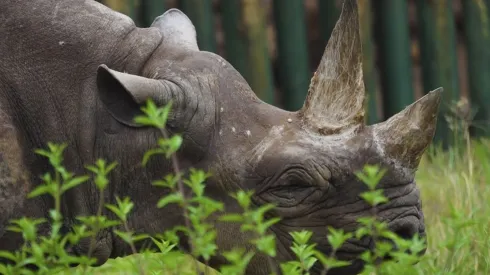 Fot. EPA/SAMWEL NSYUKA NGORONGORO CONSERVATION AREA AUTHORITY 