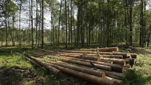 Świnoroje, (Podlaskie) 12.08.2017. Las zasiedlony przez kornika drukarza w Puszczy Białowieskiej - Trakt Lipiński - oddział 123, 12 bm. (ar/dw)  PAP/Artur Reszko