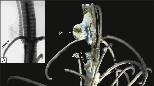 Źródło: Palaeogeography, Palaeoclimatology, Palaeoecology