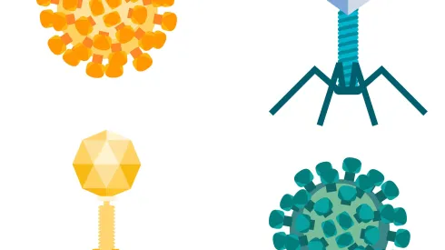 wirus grypy i bakteriofagi, Adobe Stock