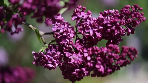 10.05.2023. Rozpoczął się wyjątkowy okres dla Ogrodu Botanicznego Uniwersytetu Warszawskiego w Warszawie, 10 bm. w którym odwiedzający mogą podziwiać kwitnące rośliny. PAP/Leszek Szymański