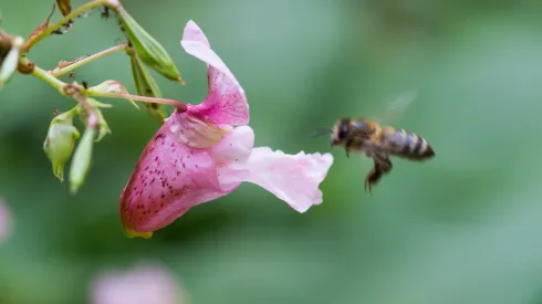 Niecierpek gruczołowaty. Fot. Adobe Stock