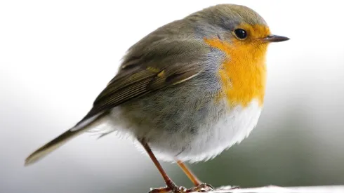 Kraków, 12.01.2017. Ptak rudzik zwyczajny (Erithacus Rubecula). PAP/Łukasz Gągulski