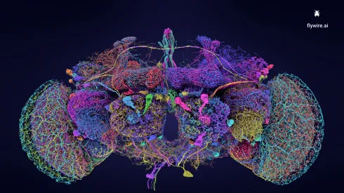 The 50 largest neurons in the connectome of the fly brain Credit: Tyler Sloan and Amy Sterling for FlyWire, Princeton University, (Dorkenwald et al., Nature, 2024)