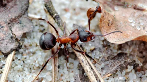 Formica polyctena worker. Credit: Marcin Szot 