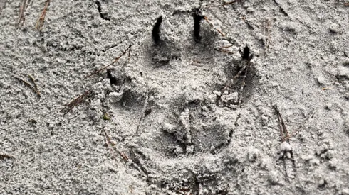 Mrzeżyno, 02.12..2022. Wolf paw print. (mb/doro) PAP/Marcin Bielecki