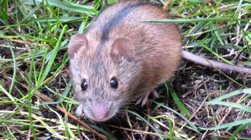 The striped field mouse. Credit: Rafał Stryjek