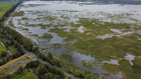 Wody Odry zalewają Park Narodowy „Ujście Warty” w Kostrzynie nad Odrą, 26 bm. który jest naturalnym terenem zalewowym o gigantycznej pojemności szacowanej na 150-200 mln metrów sześciennych wody. (ad) PAP/Lech Muszyński