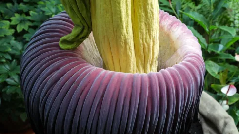 05.08.2025. Kwitnące dziwidło olbrzymie (Amorphophallus titanum) w Ogrodzie Botanicznym Uniwersytetu Warszawskiego, 5 bm. Określana jako najbardziej śmierdzący kwiat świata roślina zakwitła w stołecznym ogrodzie botanicznym po raz drugi. Dziwdło olbrzymie pochodzi z lasów równikowych Sumatry. Kwiatostan, który wydziela przyciągający owady zapach padliny, może osiągać trzy metry wysokości i ponad 1,5 metra szerokości. (sko) PAP/Tomasz Gzell 