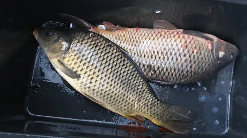 Karpie (ad) PAP/Marcin Bielecki