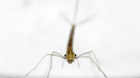 Fot: pałątka pospolita (Lestes sponsa)  fot. Ulf Norling, Lund, Szwecja.