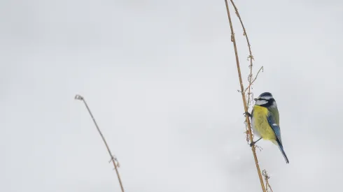 13.01.2026. Modraszka (Parus caeruleus) próbuje wyłuskać ziarenka z uschłej rośliny w mroźne popołudnie w Przemyślu. PAP/Darek Delmanowicz