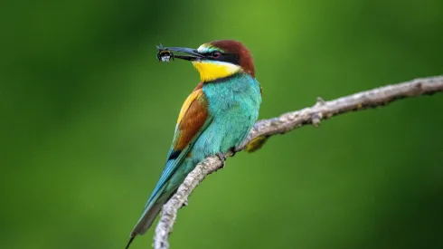 2.06.2024. Żołna (Merops apiaster). PAP/Darek Delmanowicz