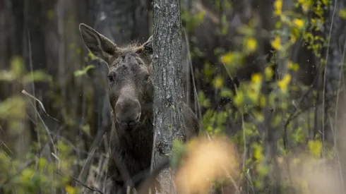 10.04.2017. N/z łoś (Alces alces) (mz/awol) PAP/Michał 