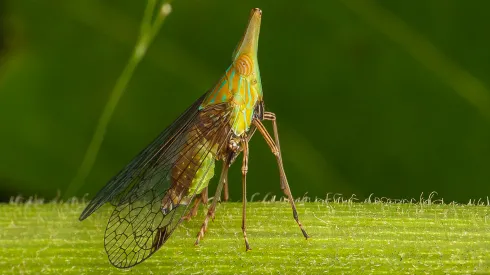 Piewik (Fulgoromorpha) – przedstawiciel grupy owadów żyjących w symbiozie z bakteriami o skrajnie zredukowanych genomach. Zdjęcie: Piotr Łukasik