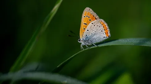 18.08.2024. Motyl czerwończyk nieparek. PAP/Darek Delmanowicz