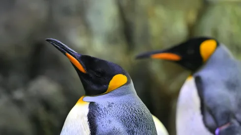 Puerto de la Cruz, Santa Cruz de Tenerife, Teneryfa, Wyspy Kanaryjskie, Hiszpania, 18.02.2025. Loro Park, Loro Parque – ogród zoologiczno-botaniczny w Puerto de la Cruz na Teneryfie. PAP/Przemysław Piątkowski