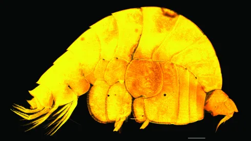Źródło: Centrum Promocji Wydział Biologii i Ochrony Środowiska UŁ 