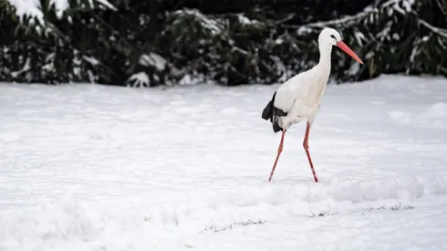Bocian; Kozubszczyzna, ośrodek prowadzony przez Stowarzyszenie Szansa dla Bociana  (wp/doro) PAP/Wojciech Pacewicz