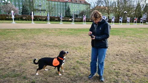 Szczecin, 26.03.2026. Behawiorystka z Centrum DiabDogs dr hab. Małgorzata Sulik prowadzi szkolenie psów asystujących osobom chorym na cukrzycę, 26 bm. w Szczecinie. Psy potrafią wyczuć nawet niewielkie zmiany biochemii organizmu człowieka, np. spadek cukru. Sygnalizują to naciskając nosem chorego. Przynoszą napój, pakiet ratunkowy z lekami, glukometrem, a nawet uruchamiają alarm, który może być połączony ze smarfonem. W ten sposób przekazują informację np. komuś z rodziny, że cukrzyk potrzebuje pomocy. DiabDogów jest w Polsce tylko kilka. Szczecińska behawiorystka rozwija ten projekt we współpracy z polską naukowczynią pracującą w Niemczech, gdzie psy „dla diabetyków” szkolone są od wielu lat. (sko) PAP/Marcin Bielecki