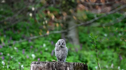 Bolestraszyce, 24.04.2021. Nielot puszczyka uralskiego. Fot. PAP/Darek Delmanowicz