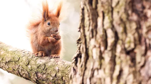 28.02.2024. Wiewiórka na gałęzi drzewa w Parku Ujazdowskim w Warszawie. PAP/Szymon Pulcyn