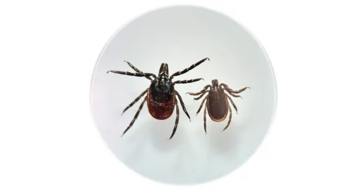 Kleszcz pospolity Ixodes ricinus, samica i samiec. Źródło: Katarzyna Bartosik