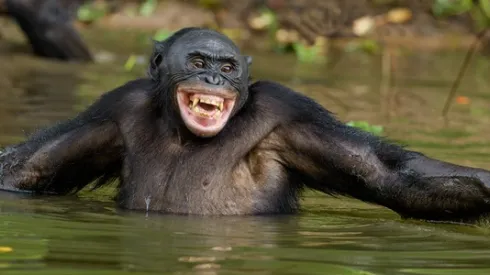 Uśmiech bonobo, fot. Adobe Stock