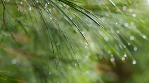Igły drzewa Casuarina. Fot. Adobe Stock