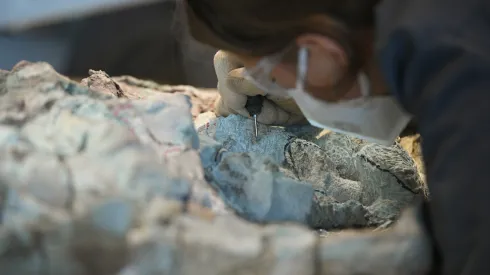  Warszawa, 14.07.2026. Postęp prac przy wydobywaniu z bloków skalnych kości mastodonzaura z Miedar, 14 bm. w pracowni paleontologicznej Centrum Nauki Kopernik. Złożenie 2,5-metrowego płaza sprzed 240 milionów lat jest w fazie realizacji. (aldg) PAP/Marcin Obara