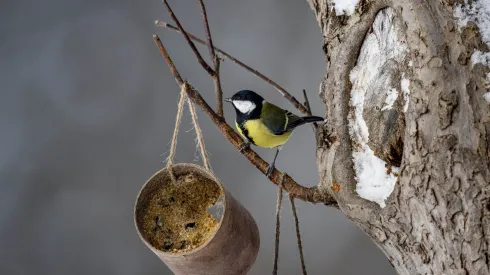 29.11.2023. Sikora bogatka (Parus major).PAP/Darek Delmanowicz