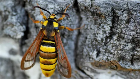 Samica przeziernika osowca (Sesia apiformis). Źródło -  dr Marta Skowron Volponi